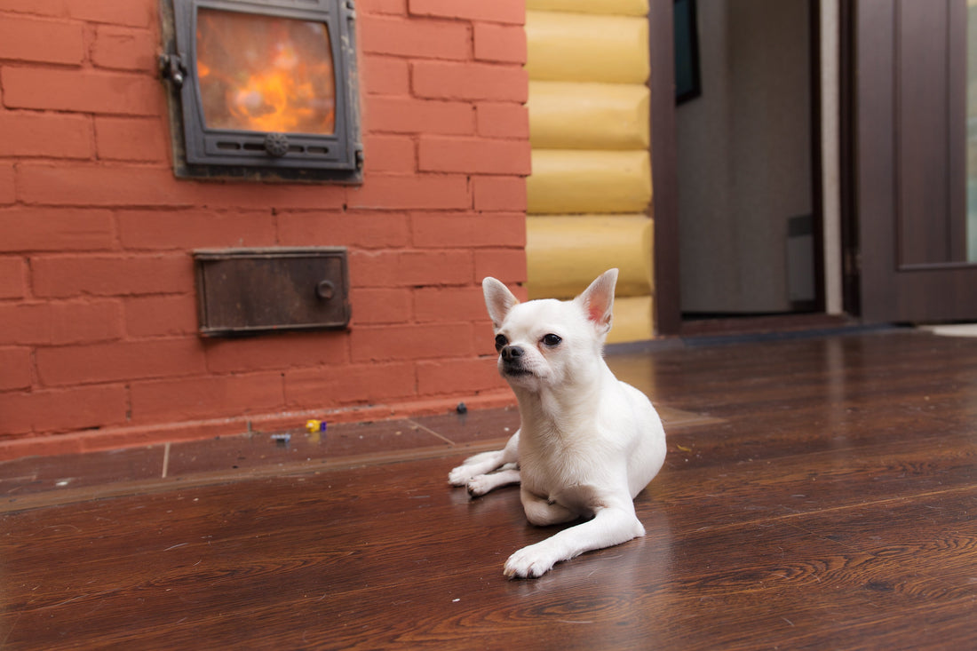 How the Furnace Can Aggravate Your Pet's Allergies