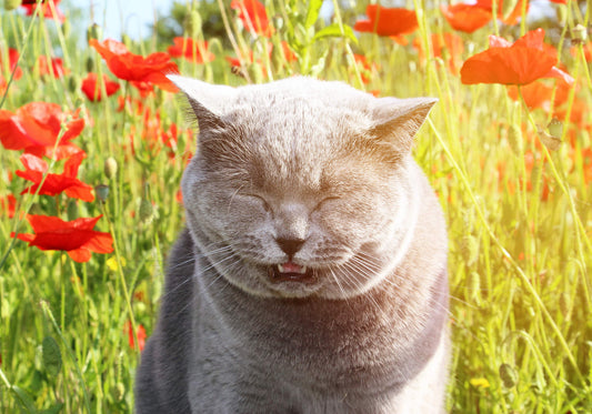 How to Support Seasonal Allergies in Cats