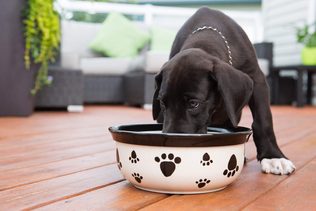 Navigating Food Allergies for Dogs with Sensitive Stomachs