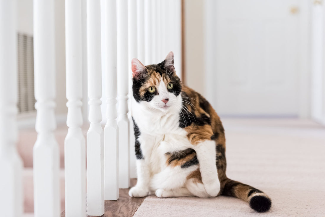 Signs Your Cat is Experiencing Arthritis and What You Should Do