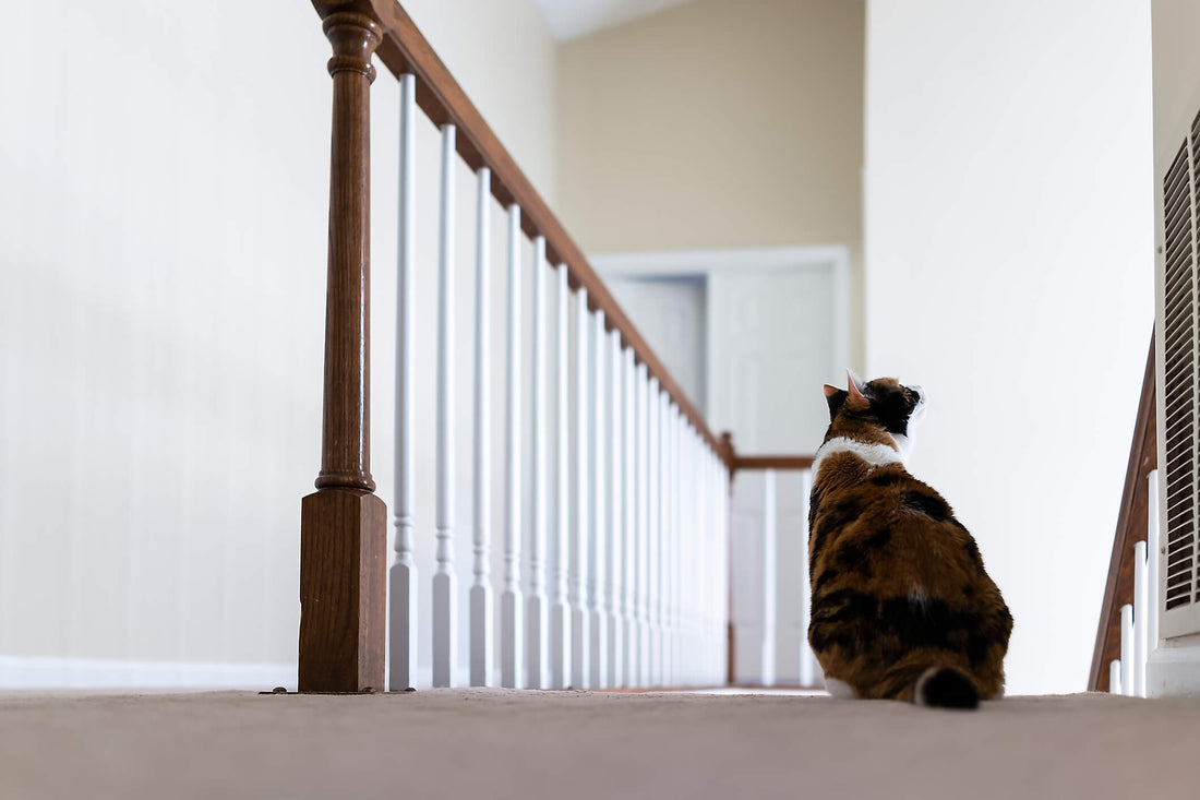 Your Cat's Reluctance to Jump Might Mean a Painful Joint Issue