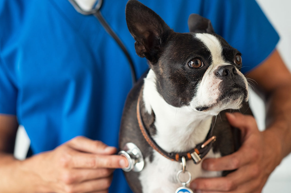 Everything You Wanted to Know About Kidney Disease in Dogs