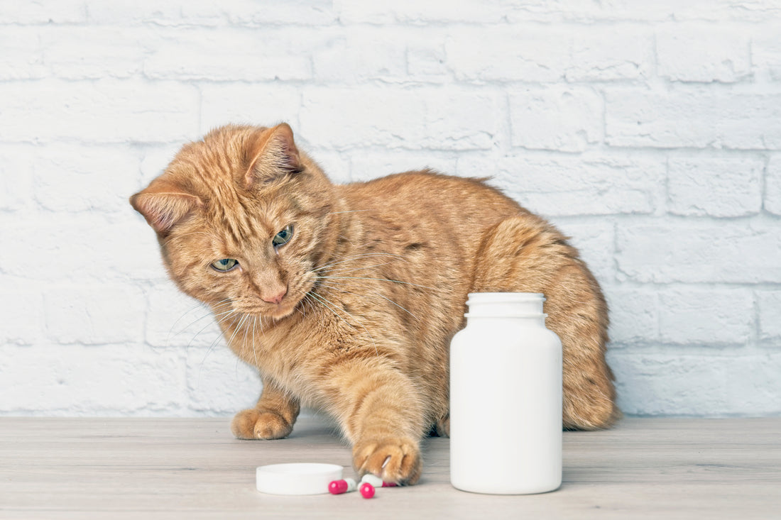 How a Daily Probiotic Can Benefit Your Cat