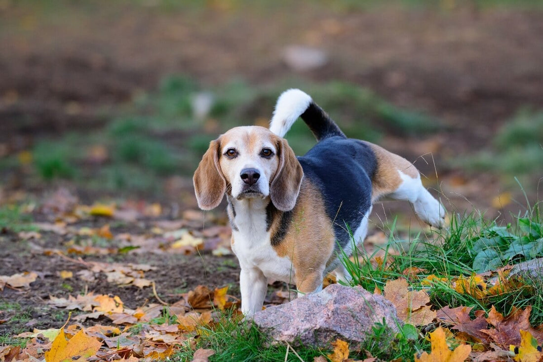 How to Spot Bladder Infections in Dogs