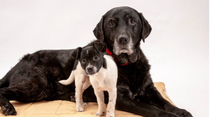 Introducing Your Dog to a New Puppy Safely