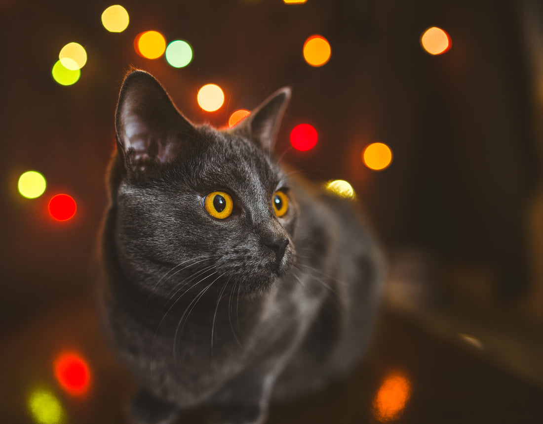 Keep Your Cat Safe and Happy During Your New Year's Party