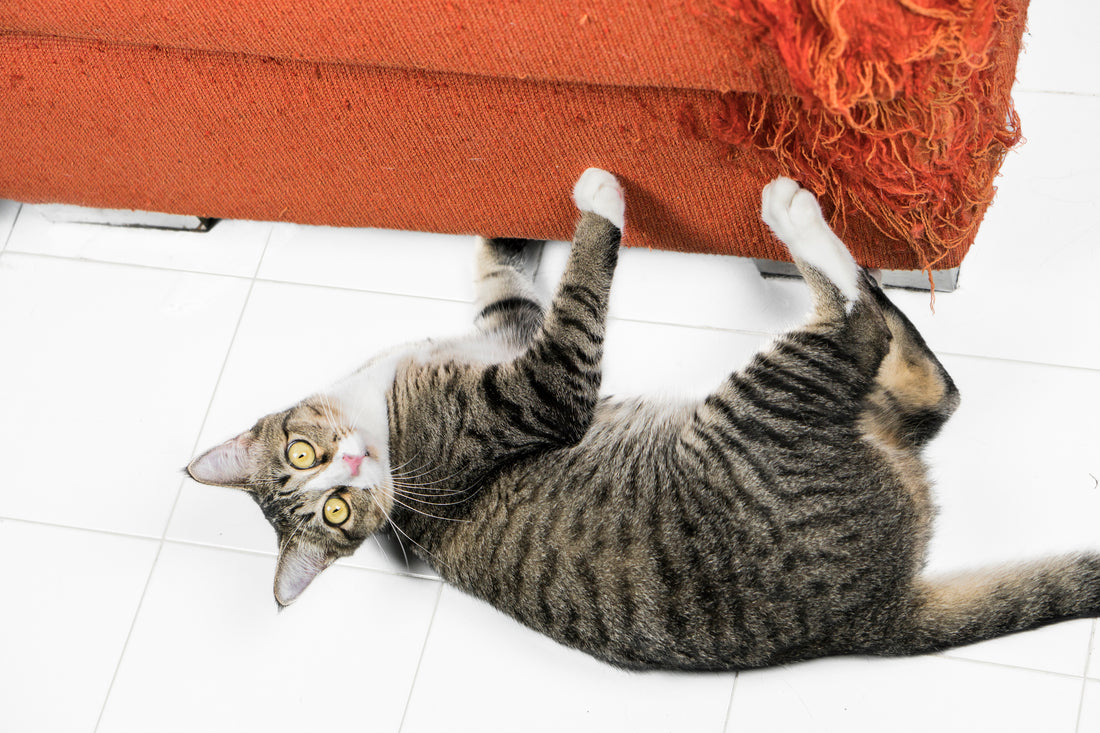 Use These Tips to Keep Your Cat's Claws Away from the Furniture