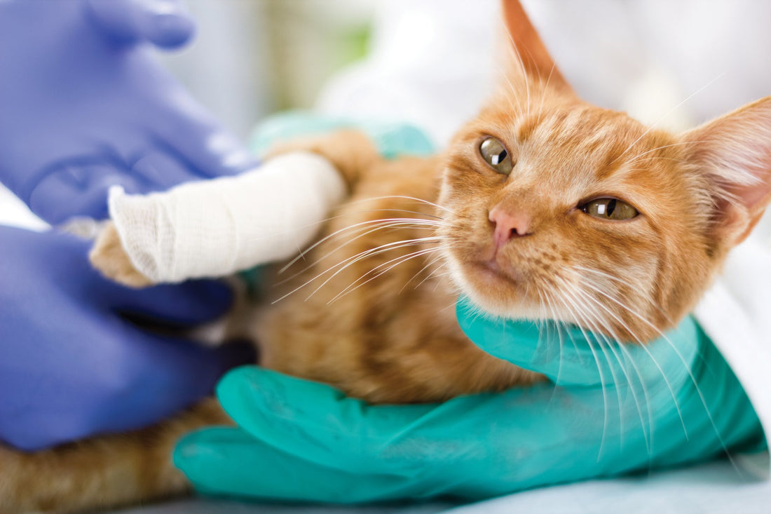 Caring for a Cat After a Traumatic Injury