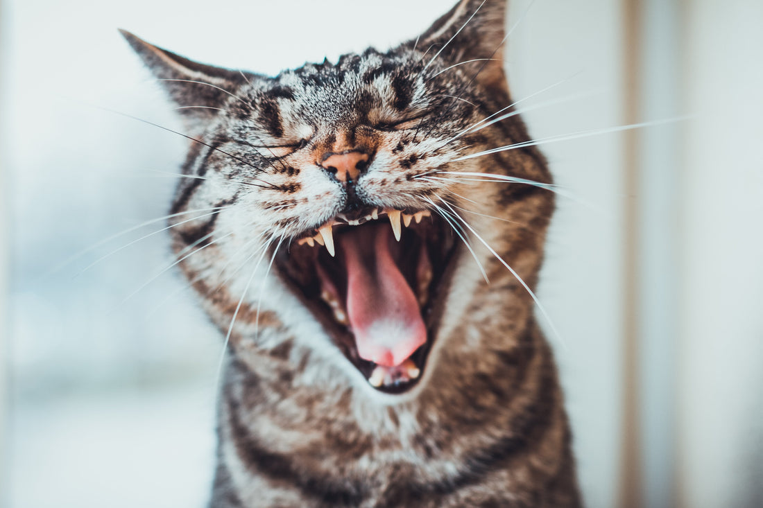 Your Cat's Bad Breath May Be the Start of Something Worse