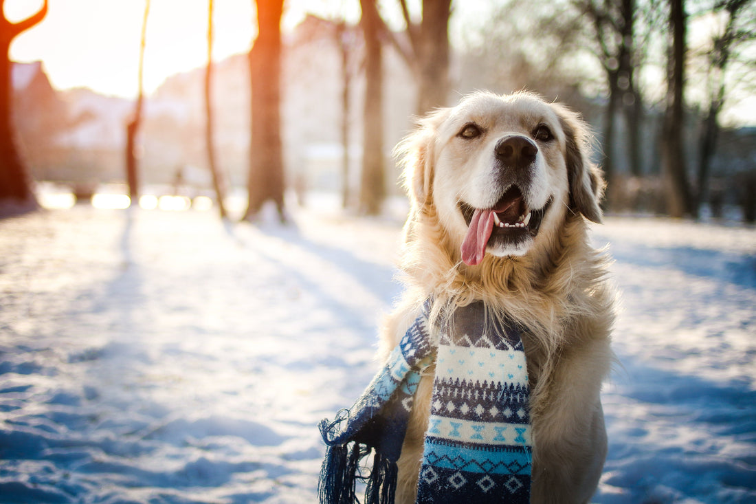 How Winter Weather Can Change Your Dog's Behavior