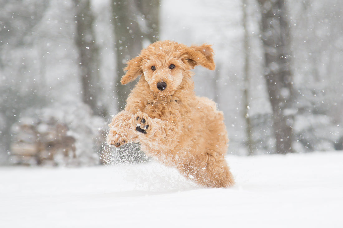 Why Cold Weather Makes Your Dog's Arthritis Worse