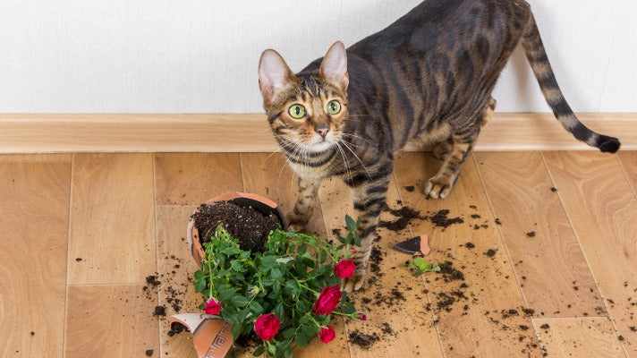 A Bored Cat Can Wreak Destruction on Your Home