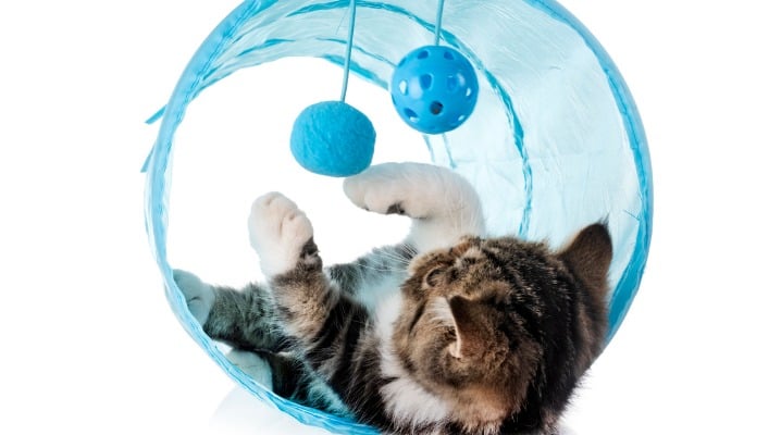 Keep the Fun Going: Entertaining Your Cat While You're Away