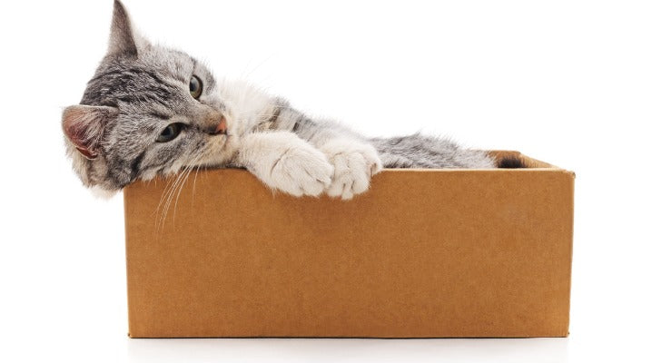 If It Fits, I Sits! Here's Why Cats Love Boxes So Much