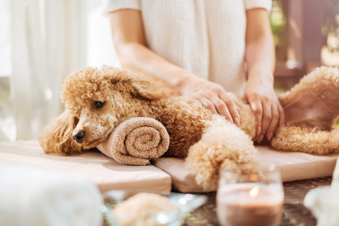 4 Reasons to Treat Your Senior Dog to a Canine Massage