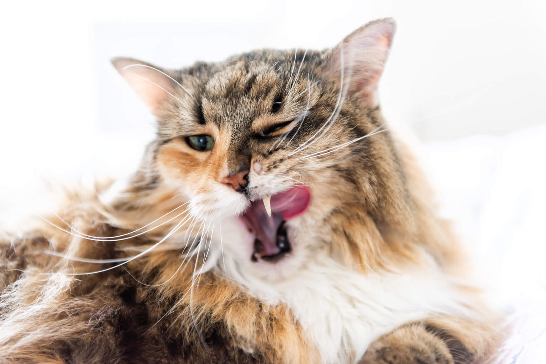 Recognizing and Treating Mouth Pain in Cats