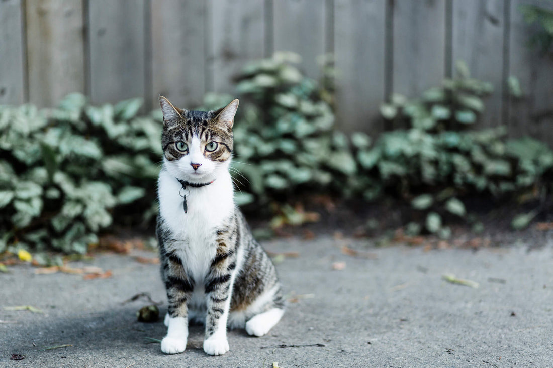 How Safe is it Really to Let Your Cat Outside?