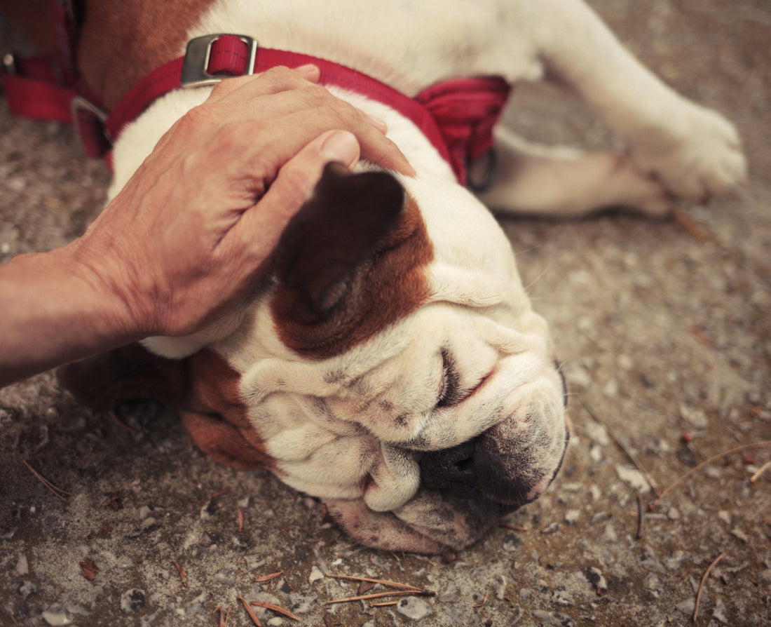 4 Life-Saving Steps to Rescue a Fainting Pet