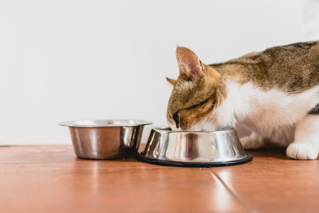 Help Your Cat Eat Slower & Safer with These Tips