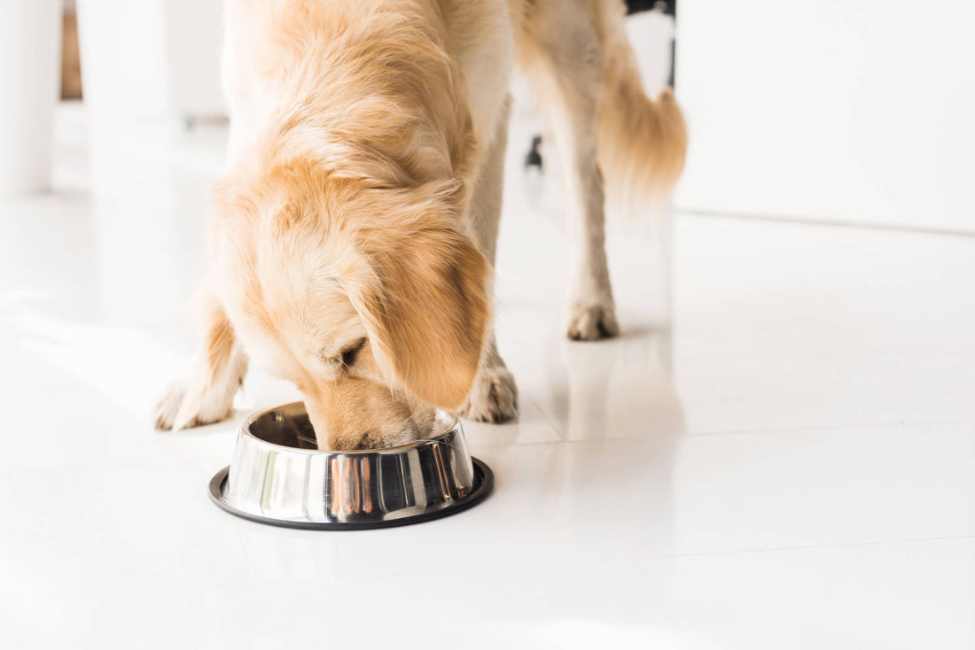 How to Manage Your Dog's Pancreatitis Through Diet
