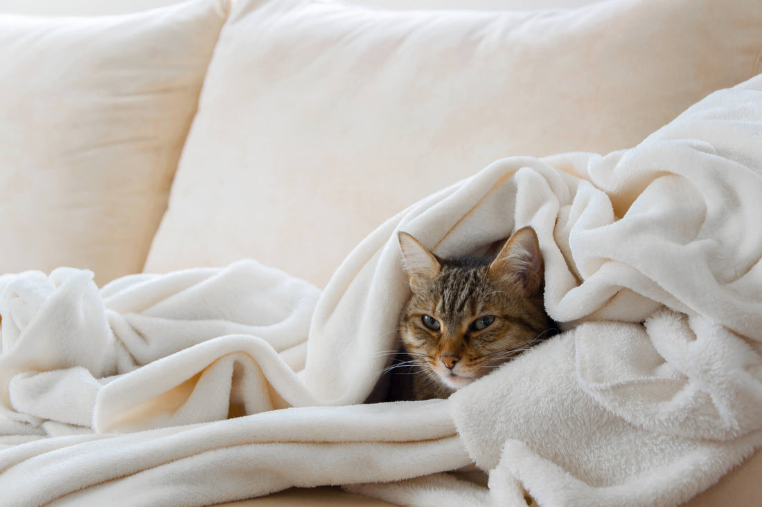 Top Tips for Treating Kitty Colds at Home