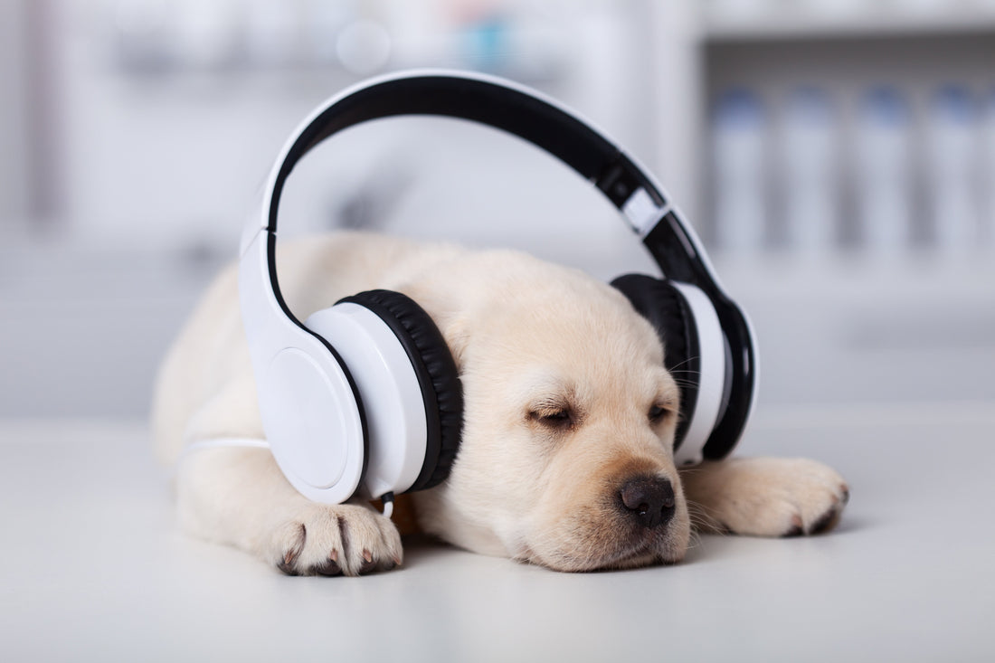 Science Explains How Music Can Affect Your Pets
