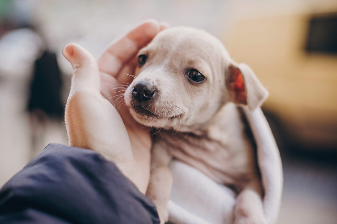 The Dangers of Worms in Puppies and Kittens