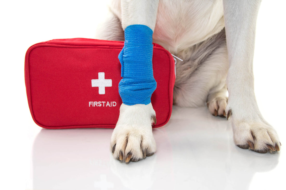 Pet First Aid: Is it Worth the Training?
