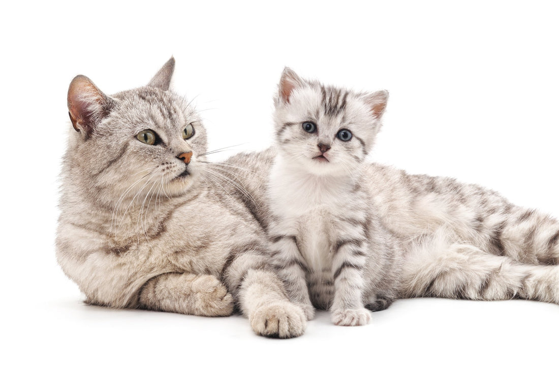 Are ‘Cat Years’ Real? Understanding Your Cat's Life Stages