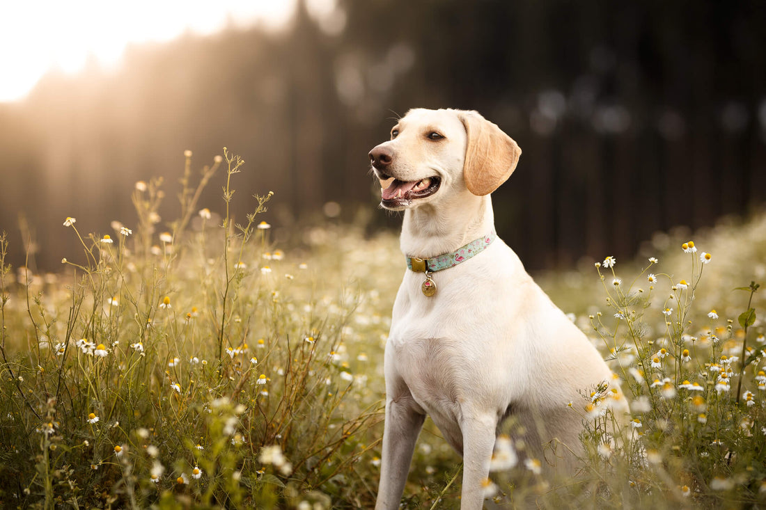 7 Benefits of Daily Probiotics for Dogs