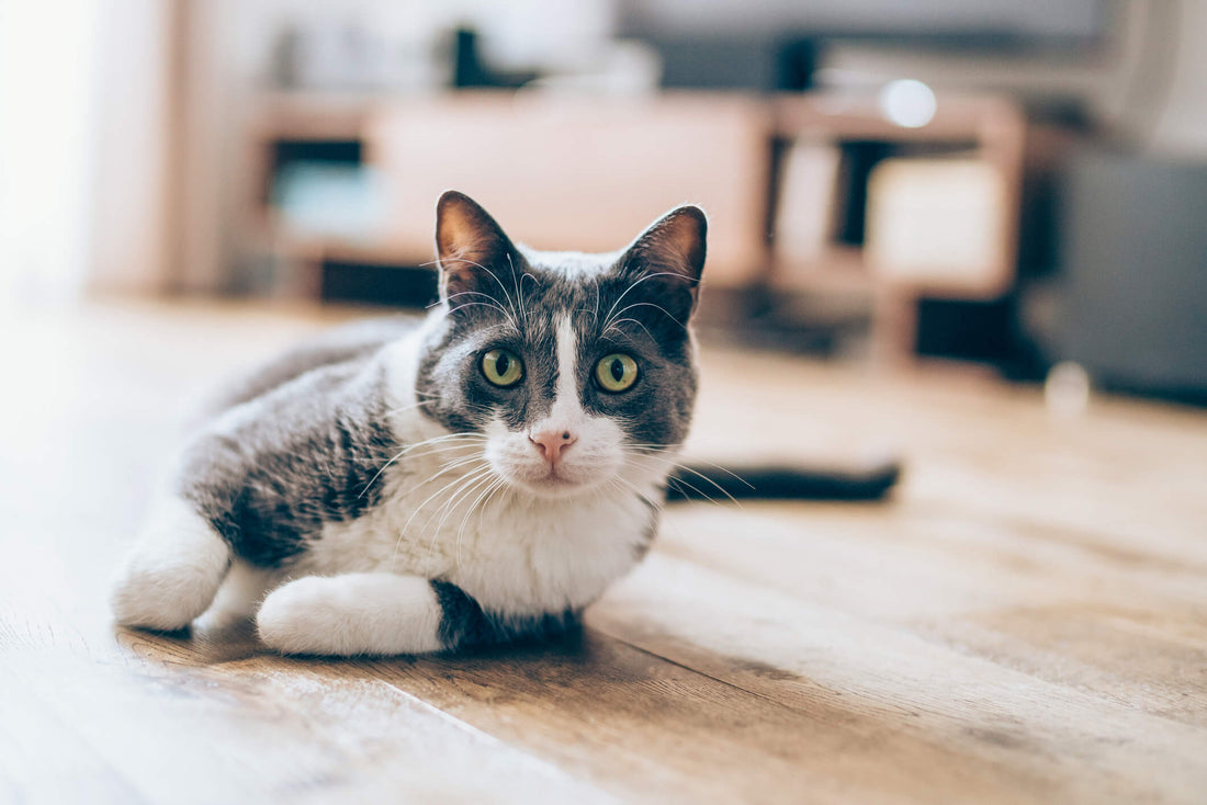 Could Your Cat Benefit from a Detox?