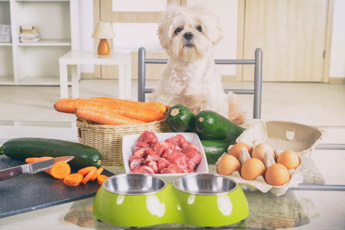 Superfoods for Pets! How These Nutrients Benefit Our Furry Friends