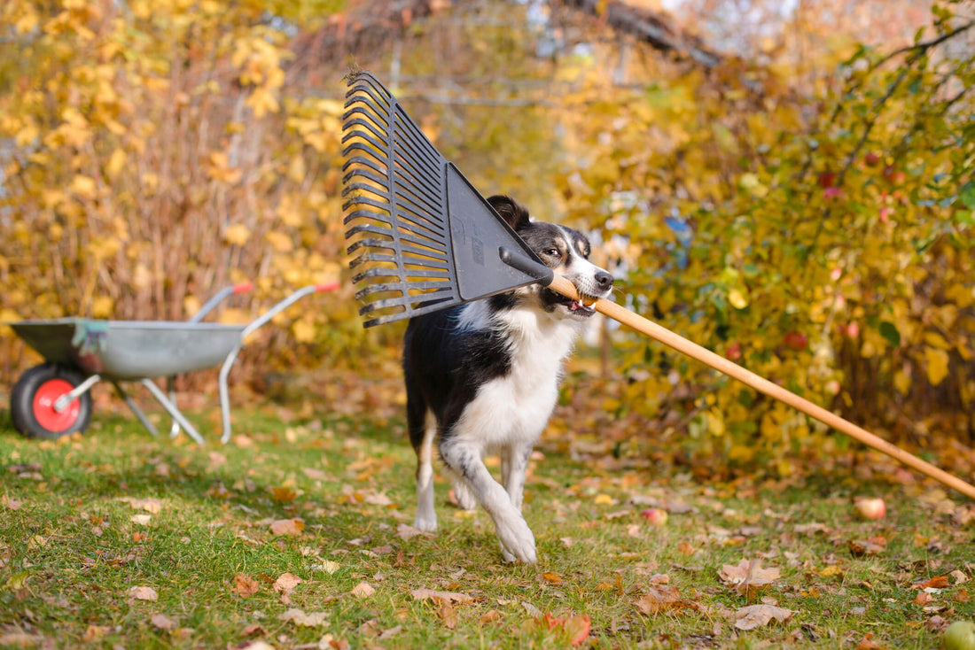 Keep Your Dog's Safety in Mind When Lawn Prepping this Fall