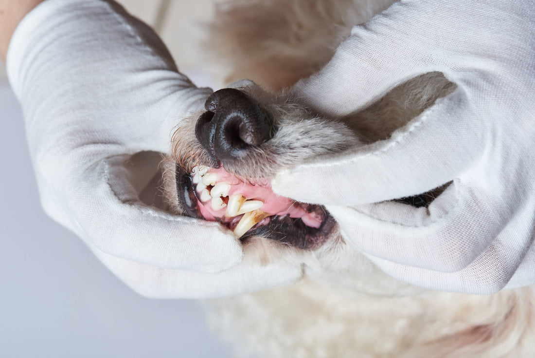 Oral Health Problems Might Lead to This Throat Issue in Dogs