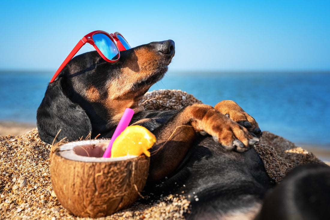 8 Fun Summer Activities to Do with Your Pets