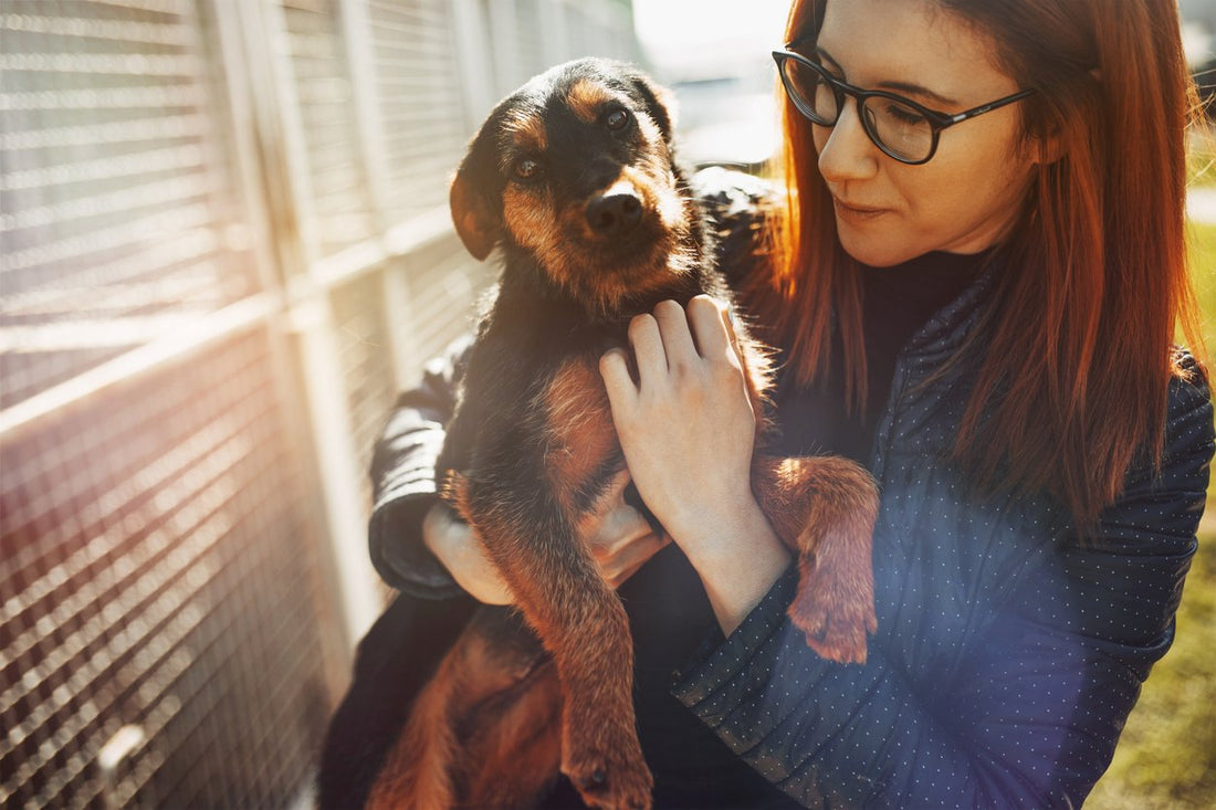 5 Things to Consider Before Fostering a Pet