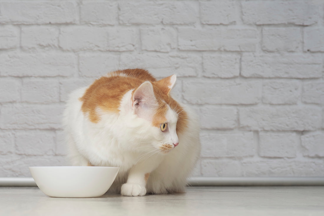 Are Allergies Preventing Your Kitty from Absorbing Food Nutrients?