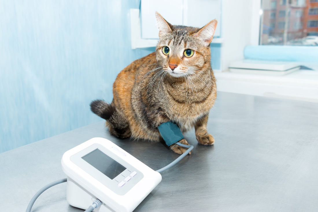 4 Risks of High Blood Pressure in Cats