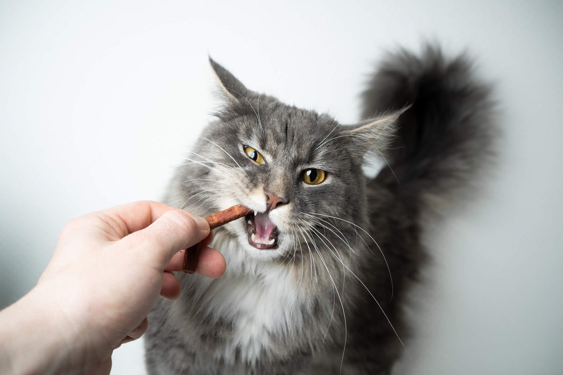How to Care for Your Cat's Teeth Without Brushing