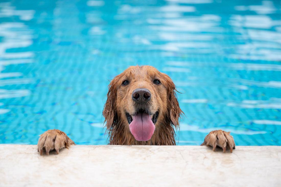 Is Chlorine Bad for Dogs? Understanding Pooch Pool Safety