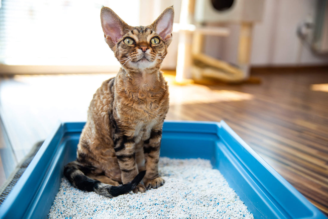 Cat Litter Box Training 101