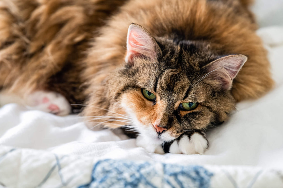 Is it Feline IBD or Lymphoma? How Cat Parents Can Tell the Difference