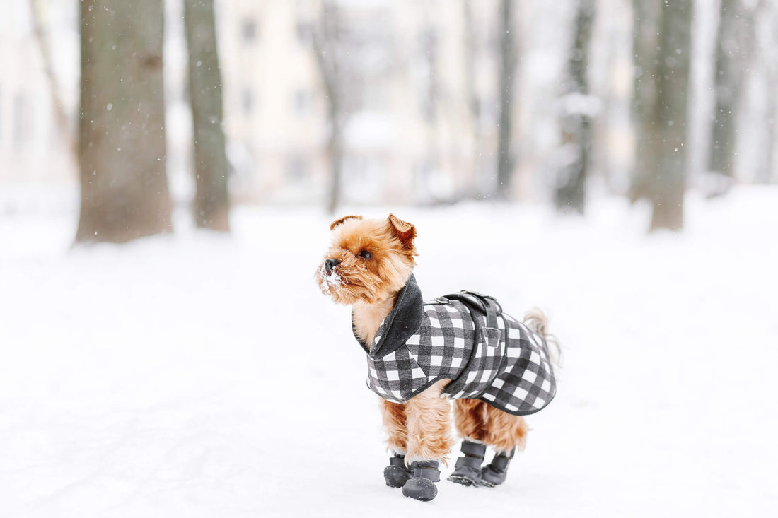 8 Ways to Keep Your Dog's Immune System Strong This Winter