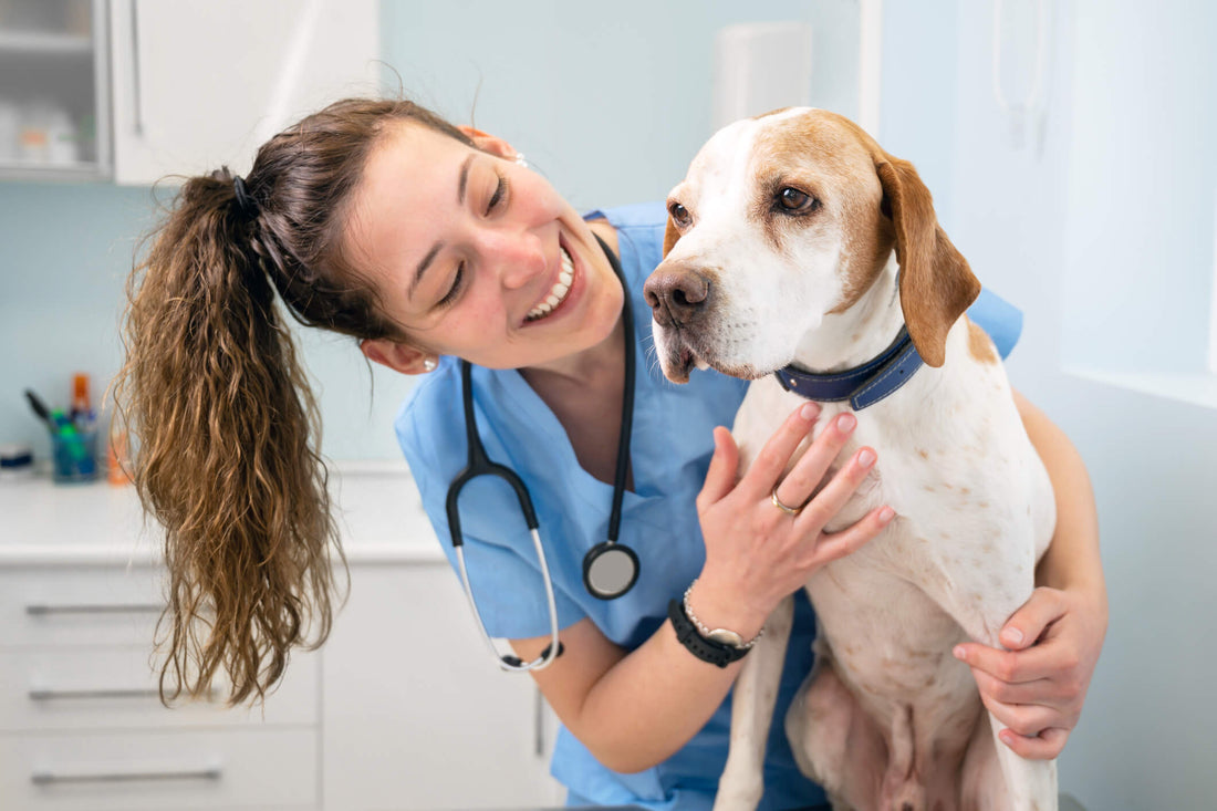 Make Preventative Care Your Main Defense Against Dog Cancer