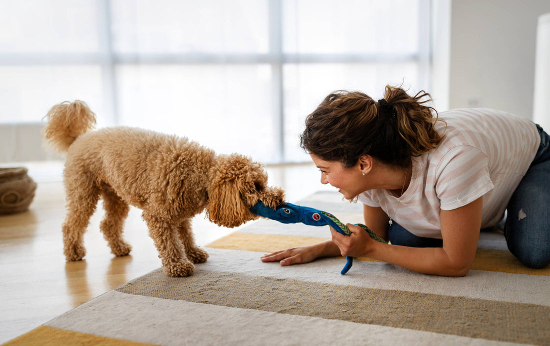 5 Indoor Exercises for Dogs This Winter
