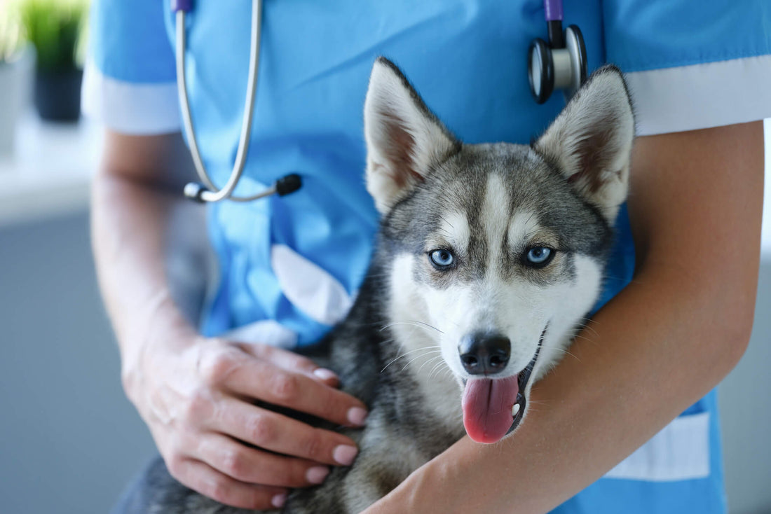 What Every Pet Owner Should Know About Rabies