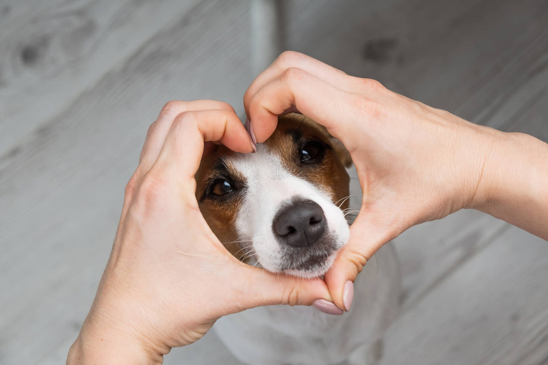 How Fish Oils Contribute to Your Dog's Healthy Heart