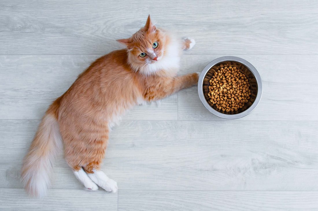 The Many Ways Your Pet's Gut Health Influences Overall Health