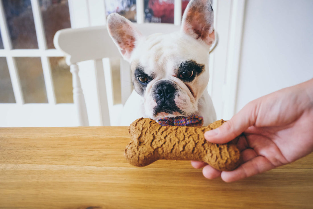 5 Healthy Homemade Recipes Your Pet Will Love