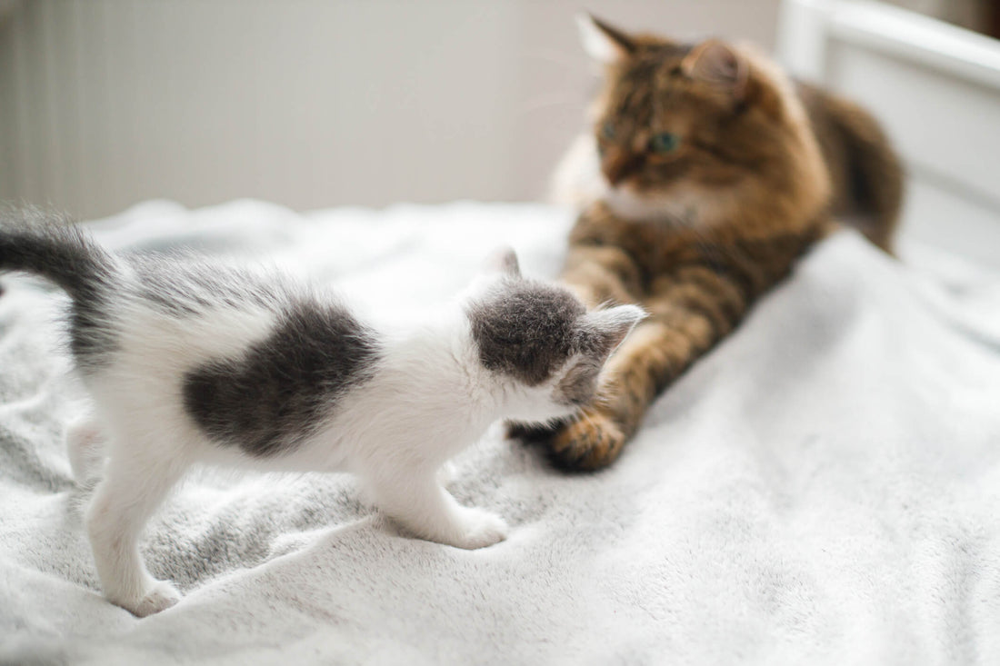 Your Guide to Introducing a New Kitten into Your House